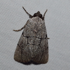 Sympistis ragani