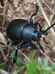 Timarcha tenebricosa