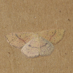 Cyclophora dataria