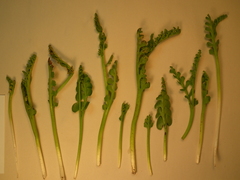 Botrychium neolunaria