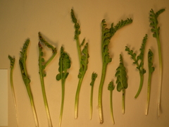 Botrychium minganense