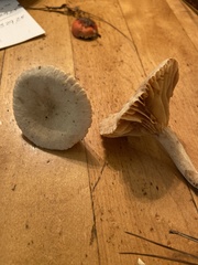 Lactarius subplinthogalus