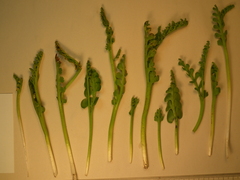 Botrychium ascendens