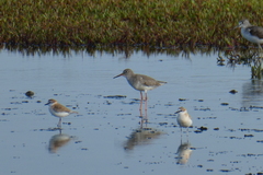 Tringa totanus