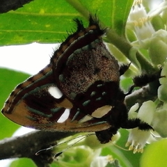 Anteros carausius carausius