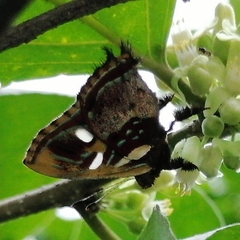 Anteros carausius carausius