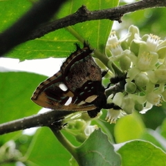 Anteros carausius carausius