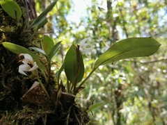 Maxillariinae