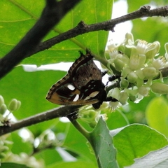 Anteros carausius carausius