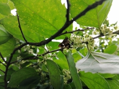 Anteros carausius carausius