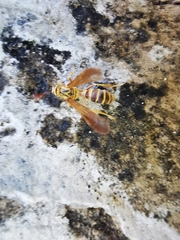 Myrmecopsis polistes