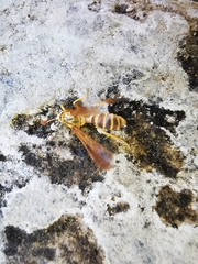 Myrmecopsis polistes