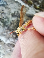 Myrmecopsis polistes