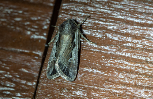 Euxoa hollemani photo 2