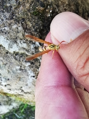 Myrmecopsis polistes