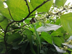 Anteros carausius carausius