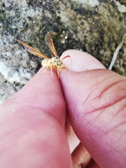 Myrmecopsis polistes