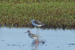 Tringa totanus