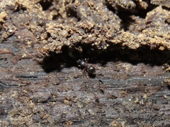 Myrmecina americana