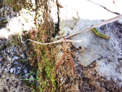 Myrmecopsis polistes