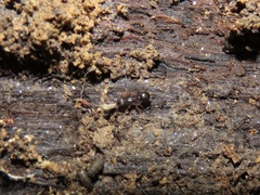 Myrmecina americana