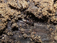 Myrmecina americana
