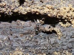 Myrmecina americana