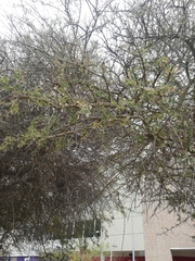 Geoffroea decorticans