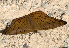 Pseudergolis wedah