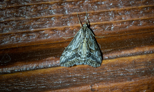 Streaked Evergestis photo 4