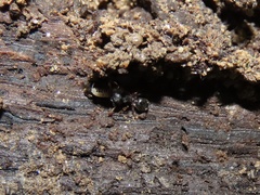 Myrmecina americana