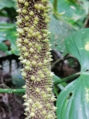 Anthurium caperatum