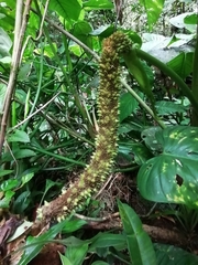 Anthurium caperatum