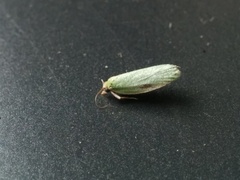 Tortrix viridana
