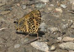 Symbrenthia niphanda