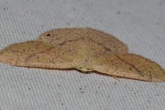 Cyclophora dataria