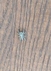 Platycryptus undatus