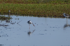 Tringa totanus