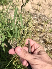 Echinochloa frumentacea