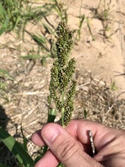 Echinochloa frumentacea