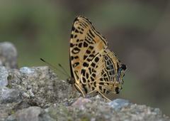 Symbrenthia niphanda