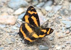 Symbrenthia niphanda