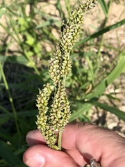 Echinochloa frumentacea