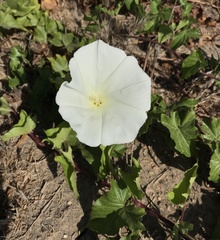 Calystegia macrostegia amplissima