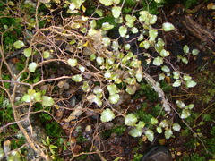 Nothofagus truncata