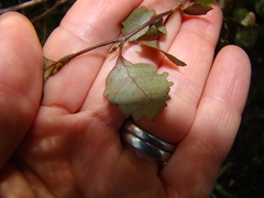 Nothofagus truncata