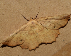 Euchlaena mollisaria