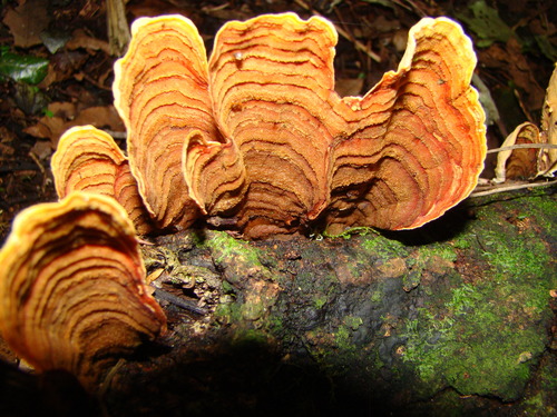 Stereum versicolor