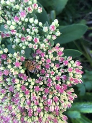 Apis mellifera