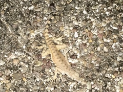 Callisaurus draconoides ventralis